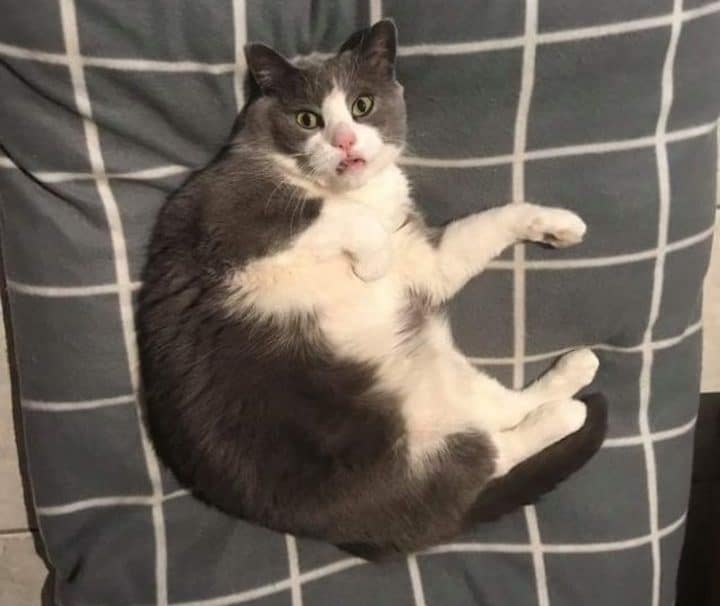 étrange vie des chats