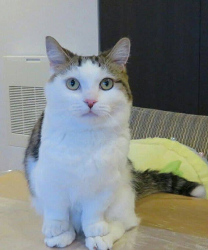 étrange vie des chats