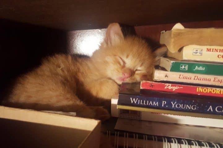 étrange vie des chats