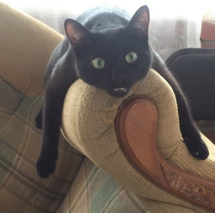 étrange vie des chats