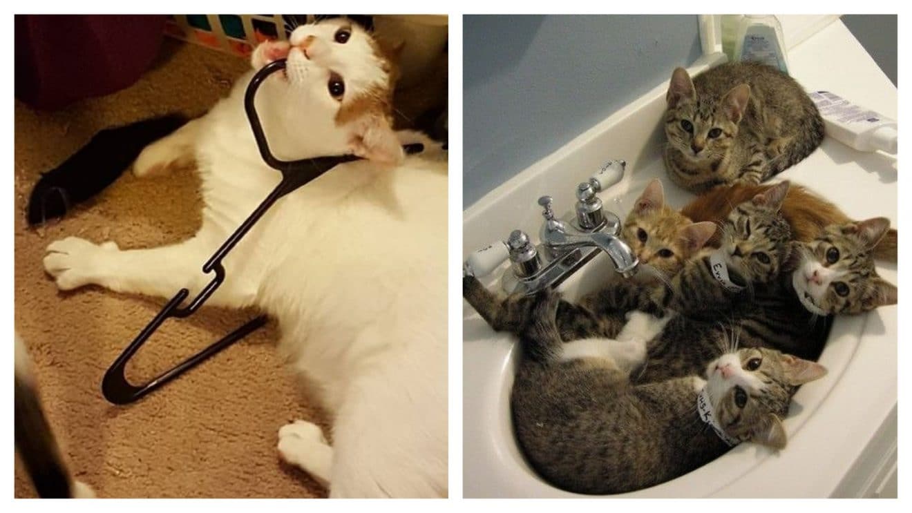 L'étrange vie des chats en photos, un jour on les comprendra peut-être
