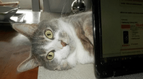 faits divers insolites