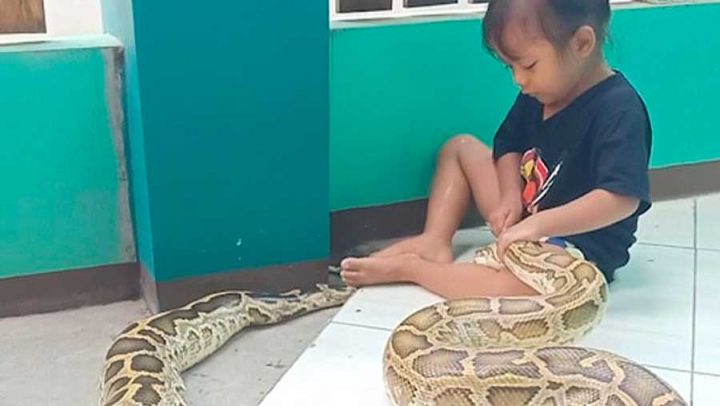 fillette joue avec un python