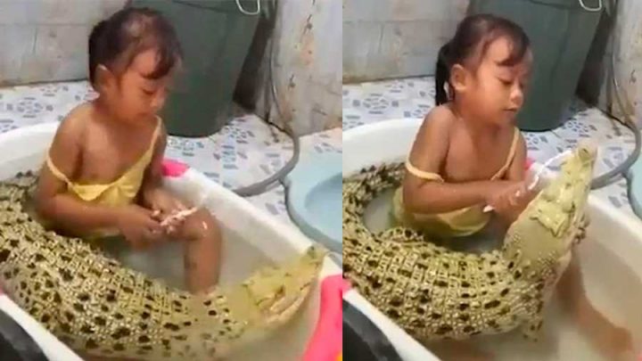 petite fille prend bain avec crocodile