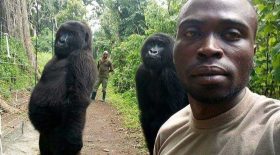 buzz photo garde forestier selfie gorilles