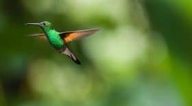 oiseau