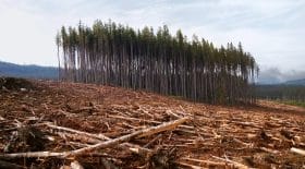déforestation