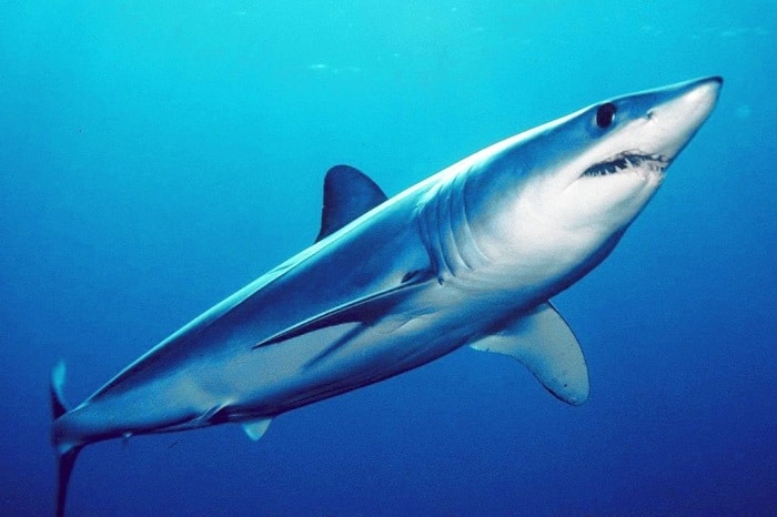 les-requins-seraient-menaces-dextinction