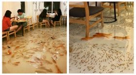 café manger avec les poissons