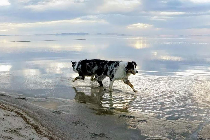 panorama animaux