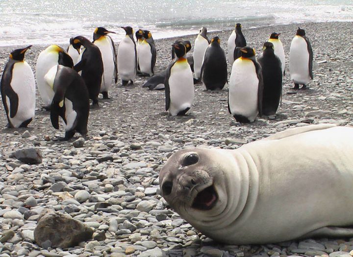 photobombs animaux