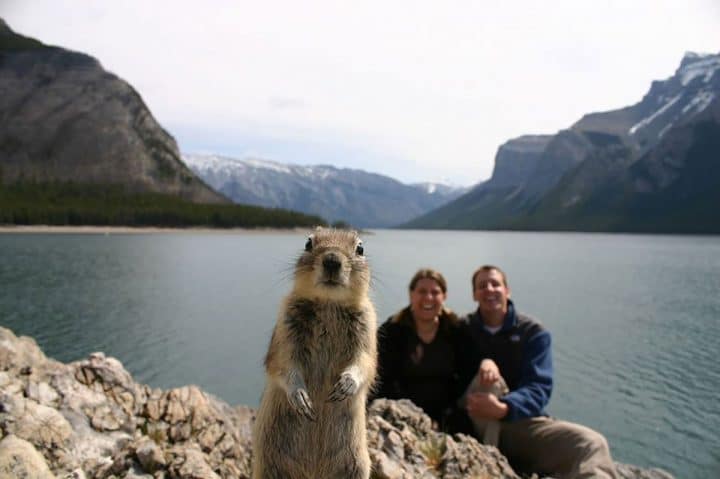 photobombs animaux