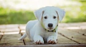 chien