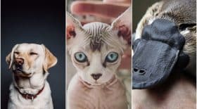 Quiz animal totem