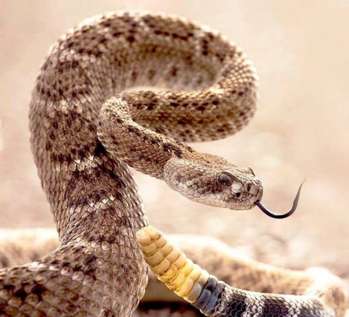 serpent-sonnette2