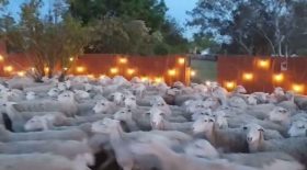 moutons
