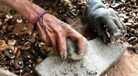 vérité production de noix de cajou
