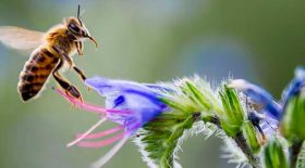 vidéos pornos d'abeilles pornhub