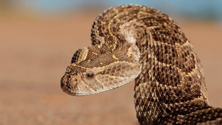 vipere-heurtante