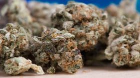 Weed