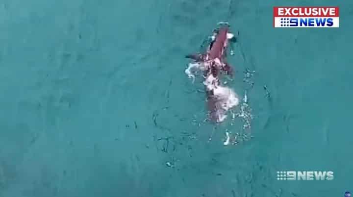 a-sydney-un-requin-blanc-chasse-a-une-vingtaine-de-metres-dun-nageur