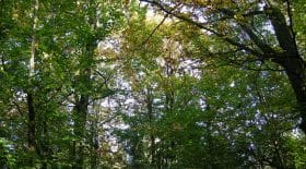 Arbres