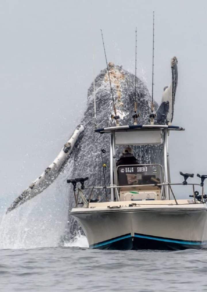 une-baleine-a-bosse-monstrueuse-surgit-devant-un-minuscule-bateau-de-peche
