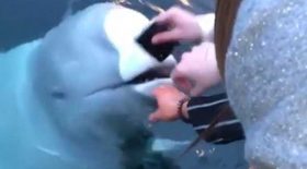 béluga rend iphone qui tombe à l'eau