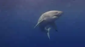 Pourquoi le requin blanc attaque l'homme ?