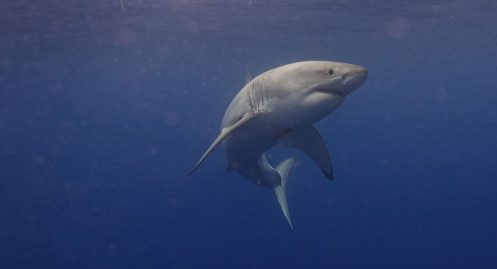 Pourquoi le requin blanc attaque l'homme ?