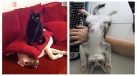 chat maitre du monde
