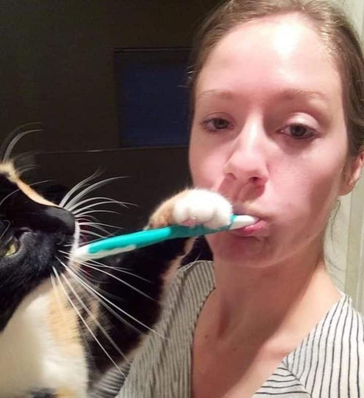 chat maitre du monde