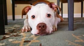 chien