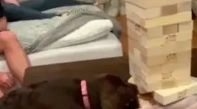 Chien Jenga
