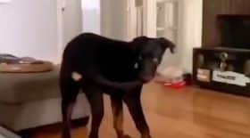 Chien zap