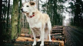 Interdiction de promener son chien sans laisse en forêt