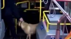 Un chauffeur de bus remarque un chien volé