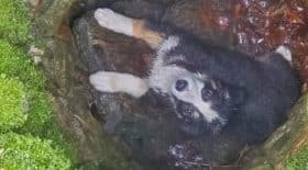 Un chiot tombé dans un puits très profond
