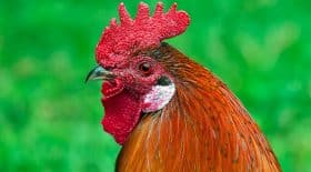 Coq