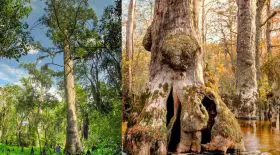 cyprès chauve plus vieil arbre au monde