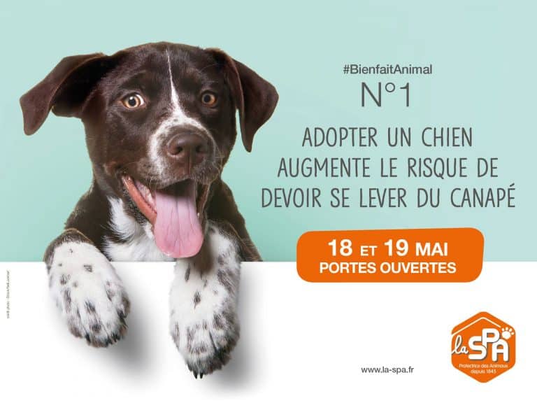 Portes ouvertes SPA pourquoi il faut adopter un des 4