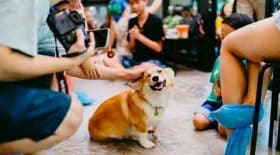 dans-ce-restaurant-thailandais-sont-les-corgis-qui-vous-accueillent-pour-vous-servir-le-cafe