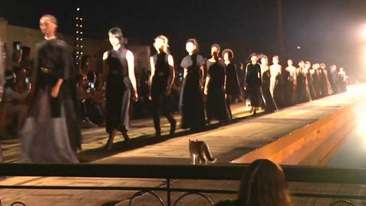 défilé de mode Christian Dior chat errant podium