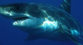 filme-fonds-marins-se-fait-attaquer-par-requin-nourrice