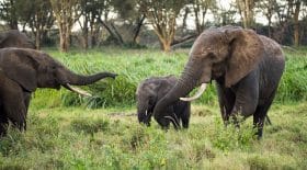 Éléphants