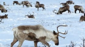 en-arctique-les-rennes-sont-obligees-de-manger-des-algues-a-cause-du-rechauffement-climatique