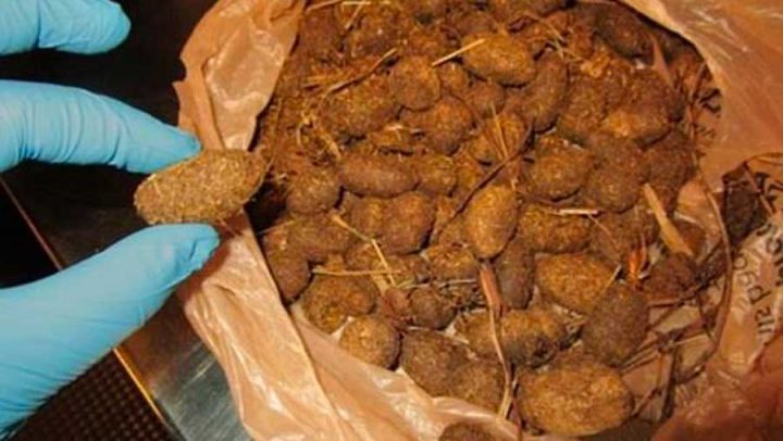 excréments crottes d'élan aéroport