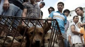 festival de Yulin