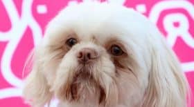 il-fait-euthanasier-son-chien-en-bonne-sante-pour-quil-soit-enterre-avec-lui