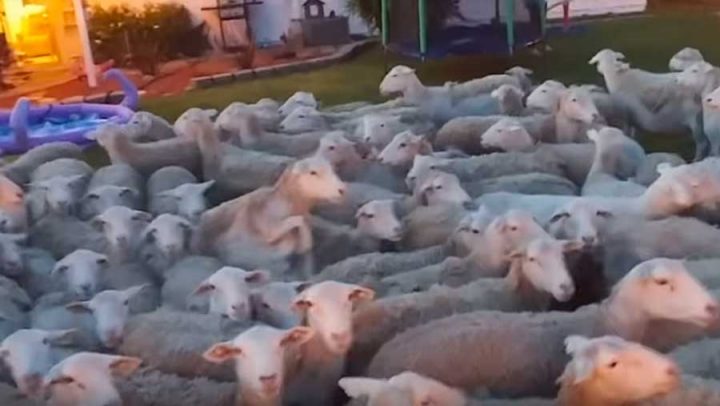 invasion de moutons dans le jardin